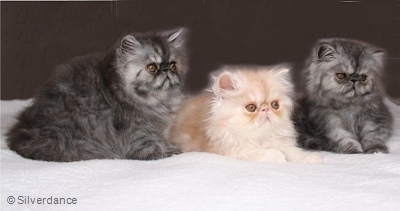 Silverdance litter